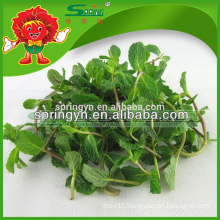 2015 Hotsale special product Mint leaves